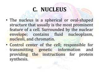 C. NUCLEUS
• The nucleus is a spherical or oval-shaped
structure that usually is the most prominent
feature of a cell. Surrounded by the nuclear
envelope; contains fluid nucleoplasm,
nucleoli, and chromatin.
• Control center of the cell; responsible for
transmitting genetic information and
providing the instructions for protein
synthesis.
 