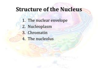 Structure of the Nucleus
1. The nuclear envelope
2. Nucleoplasm
3. Chromatin
4. The nucleolus
 
