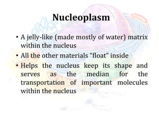 Nucleoplasm
• A jelly-like (made mostly of water) matrix
within the nucleus
• All the other materials “float” inside
• Helps the nucleus keep its shape and
serves as the median for the
transportation of important molecules
within the nucleus
 