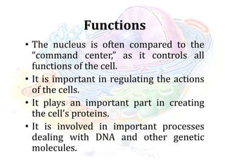 Functions
• The nucleus is often compared to the
“command center,” as it controls all
functions of the cell.
• It is important in regulating the actions
of the cells.
• It plays an important part in creating
the cell’s proteins.
• It is involved in important processes
dealing with DNA and other genetic
molecules.
 