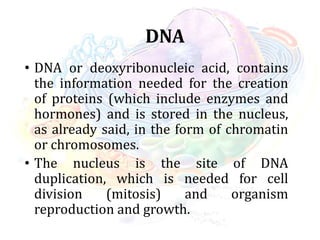DNA
• DNA or deoxyribonucleic acid, contains
the information needed for the creation
of proteins (which include enzymes and
hormones) and is stored in the nucleus,
as already said, in the form of chromatin
or chromosomes.
• The nucleus is the site of DNA
duplication, which is needed for cell
division (mitosis) and organism
reproduction and growth.
 