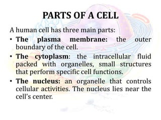 PARTS OF A CELL
A human cell has three main parts:
• The plasma membrane: the outer
boundary of the cell.
• The cytoplasm: the intracellular fluid
packed with organelles, small structures
that perform specific cell functions.
• The nucleus: an organelle that controls
cellular activities. The nucleus lies near the
cell’s center.
 