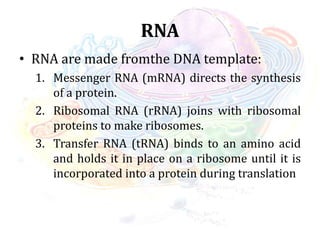 RNA
• RNA are made fromthe DNA template:
1. Messenger RNA (mRNA) directs the synthesis
of a protein.
2. Ribosomal RNA (rRNA) joins with ribosomal
proteins to make ribosomes.
3. Transfer RNA (tRNA) binds to an amino acid
and holds it in place on a ribosome until it is
incorporated into a protein during translation
 