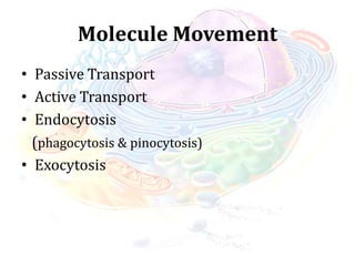 Molecule Movement
• Passive Transport
• Active Transport
• Endocytosis
(phagocytosis & pinocytosis)
• Exocytosis
 