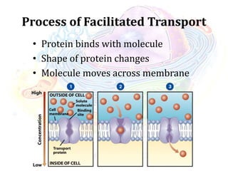 Process of Facilitated Transport
• Protein binds with molecule
• Shape of protein changes
• Molecule moves across membrane
 