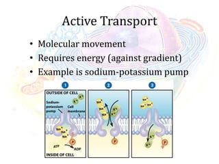 Active Transport
• Molecular movement
• Requires energy (against gradient)
• Example is sodium-potassium pump
 