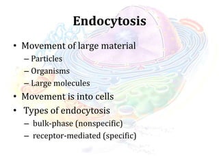 Endocytosis
• Movement of large material
– Particles
– Organisms
– Large molecules
• Movement is into cells
• Types of endocytosis
– bulk-phase (nonspecific)
– receptor-mediated (specific)
 