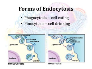 Forms of Endocytosis
• Phagocytosis – cell eating
• Pinocytosis – cell drinking
 