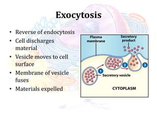 Exocytosis
• Reverse of endocytosis
• Cell discharges
material
• Vesicle moves to cell
surface
• Membrane of vesicle
fuses
• Materials expelled
 