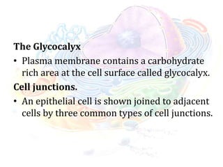 The Glycocalyx
• Plasma membrane contains a carbohydrate
rich area at the cell surface called glycocalyx.
Cell junctions.
• An epithelial cell is shown joined to adjacent
cells by three common types of cell junctions.
 