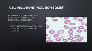 Cell Inclusions Definition Cell Anatomy ppt presentation human cell | PPTX