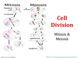 Cell
Division
Mitosis &
Meiosis
From the Virtual Cell Biology Classroom on ScienceProfOnline.com
Image: Cell Division, Wikipedia
 