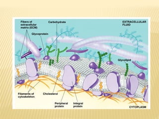 Comprehensive Overview of Cell and Biological Membranes: Structure ...