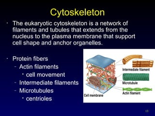 cell and cell membrane.ppt yrdghhggffrrdfyy | PPT