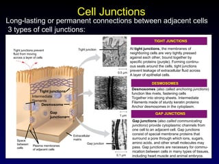 cell and cell membrane.ppt yrdghhggffrrdfyy | PPT