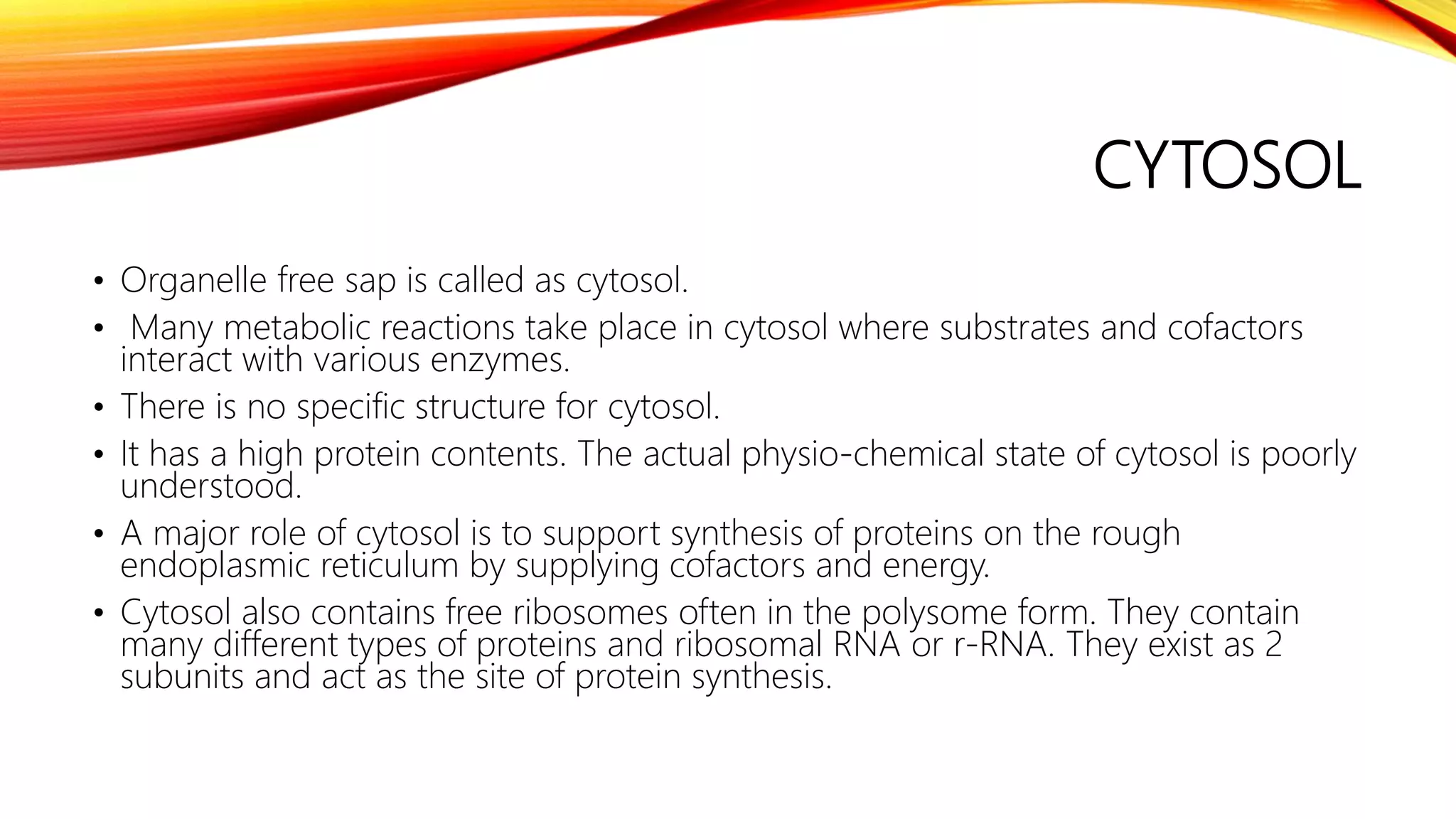 Many Proteins In The Cytosol Are That Accelerate Metabolic Reactions
