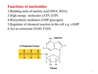 Functions of nucleotides
2.Building units of nucleic acid (DNA, RNA)
3.High energy molecules (ATP, GTP)
4.Biosynthetic mediators (UDP-glycogen)
5.Regulator of chemical reaction in the cell e.g. cAMP
6.Act as coenzyme (NAD, FAD)




                                                         10
 