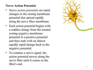 Nerve Action Potential
• Nerve action potentials are rapid
  changes in the resting membrane
  potential that spread rapidly
  along the nerve fiber membrane.
• Each action potential begins with
  a sudden change from the normal
  resting negative membrane
  potential to a positive potential
  and then ends with an almost
  equally rapid change back to the
  negative potential.
• To conduct a nerve signal, the
  action potential moves along the
  nerve fiber until it comes to the
  fiber's end.
                                      104
 