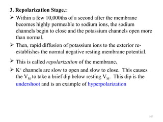 3. Repolarization Stage.:
 Within a few 10,000ths of a second after the membrane
   becomes highly permeable to sodium ions, the sodium
   channels begin to close and the potassium channels open more
   than normal.
 Then, rapid diffusion of potassium ions to the exterior re-
   establishes the normal negative resting membrane potential.
 This is called repolarization of the membrane.
 K+ channels are slow to open and slow to close. This causes
  the VM to take a brief dip below resting VM. This dip is the
  undershoot and is an example of hyperpolarization




                                                                 107
 