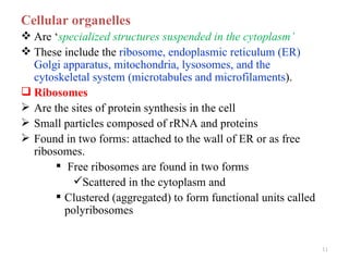 Cellular organelles
 Are ‘specialized structures suspended in the cytoplasm’
 These include the ribosome, endoplasmic reticulum (ER)
  Golgi apparatus, mitochondria, lysosomes, and the
  cytoskeletal system (microtabules and microfilaments).
 Ribosomes
 Are the sites of protein synthesis in the cell
 Small particles composed of rRNA and proteins
 Found in two forms: attached to the wall of ER or as free
  ribosomes.
        Free ribosomes are found in two forms
           Scattered in the cytoplasm and
        Clustered (aggregated) to form functional units called
         polyribosomes


                                                                  11
 