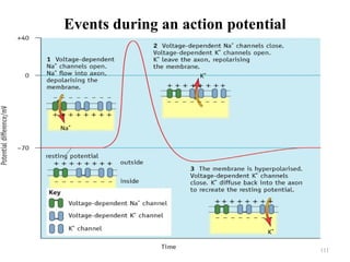 Events during an action potential




                                    111
 