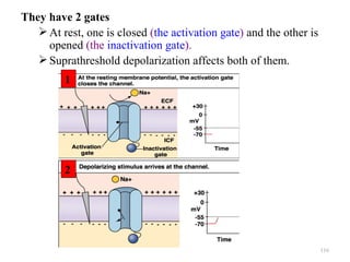 They have 2 gates
    At rest, one is closed (the activation gate) and the other is
     opened (the inactivation gate).
    Suprathreshold depolarization affects both of them.
         1




         2




                                                                     116
 