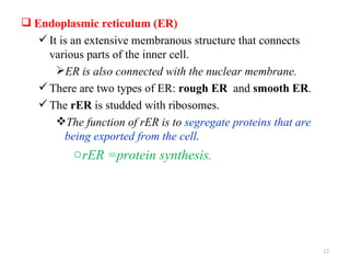  Endoplasmic reticulum (ER)
    It is an extensive membranous structure that connects
     various parts of the inner cell.
       ER is also connected with the nuclear membrane.
    There are two types of ER: rough ER and smooth ER.
    The rER is studded with ribosomes.
       The function of rER is to segregate proteins that are
         being exported from the cell.
           o rER =protein synthesis.




                                                                12
 