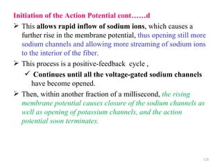 Initiation of the Action Potential cont……d
 This allows rapid inflow of sodium ions, which causes a
   further rise in the membrane potential, thus opening still more
   sodium channels and allowing more streaming of sodium ions
   to the interior of the fiber.
 This process is a positive-feedback cycle ,
     Continues until all the voltage-gated sodium channels
       have become opened.
 Then, within another fraction of a millisecond, the rising
   membrane potential causes closure of the sodium channels as
   well as opening of potassium channels, and the action
   potential soon terminates. 




                                                                 120
 