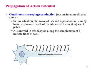 Propagation of Action Potential

• Continuous (sweeping) conduction (occurs in unmyelinated
  axons)
    In this situation, the wave of de- and repolarization simply
     travels from one patch of membrane to the next adjacent
     patch.
    APs moved in this fashion along the sarcolemma of a
     muscle fiber as well.




                                                                123
 