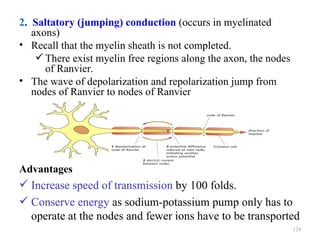 2. Saltatory (jumping) conduction (occurs in myelinated
   axons)
• Recall that the myelin sheath is not completed.
     There exist myelin free regions along the axon, the nodes
      of Ranvier.
• The wave of depolarization and repolarization jump from
   nodes of Ranvier to nodes of Ranvier




Advantages
 Increase speed of transmission by 100 folds.
 Conserve energy as sodium-potassium pump only has to
  operate at the nodes and fewer ions have to be transported
                                                                  124
 