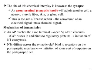  The site of this chemical interplay is known as the synapse.
    An axon terminal (synaptic knob) will adjoin another cell, a
     neuron, muscle fiber, skin, or gland cell.
    This is the site of transduction – the conversion of an
     electrical signal into a chemical signal.
Mechanism of transmission
 An AP reaches the axon terminal →open VG-Ca2+ channels
  →Ca2+ rushes in and binds to regulatory proteins → initiation of
  NT exocytosis.
 NTs diffuse across the synaptic cleft bind to receptors on the
  postsynaptic membrane → initiation of some sort of response on
  the postsynaptic cell.




                                                               137
 