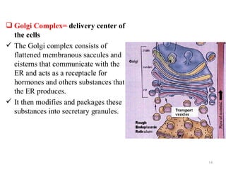  Golgi Complex= delivery center of
  the cells
 The Golgi complex consists of
  flattened membranous saccules and
  cisterns that communicate with the
  ER and acts as a receptacle for
  hormones and others substances that
  the ER produces.
 It then modifies and packages these
  substances into secretary granules.




                                        14
 