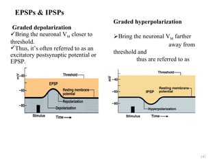 EPSPs & IPSPs
                                       Graded hyperpolarization
 Graded depolarization
Bring the neuronal VM closer to       Bring the neuronal VM farther
threshold.                                                    away from
Thus, it’s often referred to as an
excitatory postsynaptic potential or   threshold and
EPSP.                                           thus are referred to as

                                       inhibitory postsynaptic
                                                           potentials or
                                       IPSPs.




                                                                           141
 