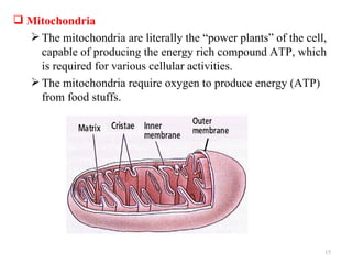  Mitochondria
   The mitochondria are literally the “power plants” of the cell,
    capable of producing the energy rich compound ATP, which
    is required for various cellular activities.
   The mitochondria require oxygen to produce energy (ATP)
    from food stuffs.




                                                                 15
 