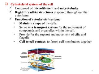  Cytoskeletal system of the cell
  Composed of microfilament and microtubules
  Rigid threadlike structures dispersed through out the
    cytoplasm
  Function of cytoskeletal system:
   • Maintain shape of the cells.
   • Serve as a transport system for the movement of
       compounds and organelles within the cell.
   • Provide for the support and movement of cilia and
       flagella
   • Cell to cell contact: to fasten cell membranes together




                                                           18
 