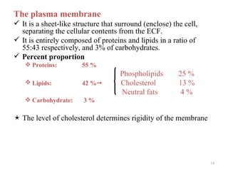 The plasma membrane
 It is a sheet-like structure that surround (enclose) the cell,
  separating the cellular contents from the ECF.
 It is entirely composed of proteins and lipids in a ratio of
  55:43 respectively, and 3% of carbohydrates.
 Percent proportion
    Proteins:         55 %
                                     Phospholipids       25 %
    Lipids:           42 %         Cholesterol         13 %
                                     Neutral fats         4%
    Carbohydrate:      3%

 The level of cholesterol determines rigidity of the membrane




                                                                   19
 