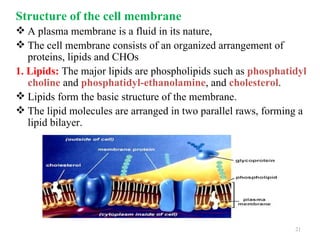 Structure of the cell membrane
 A plasma membrane is a fluid in its nature,
 The cell membrane consists of an organized arrangement of
   proteins, lipids and CHOs
1. Lipids: The major lipids are phospholipids such as phosphatidyl
   choline and phosphatidyl-ethanolamine, and cholesterol.
 Lipids form the basic structure of the membrane.
 The lipid molecules are arranged in two parallel raws, forming a
   lipid bilayer.




                                                               21
 