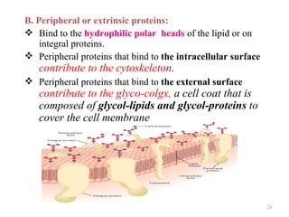 B. Peripheral or extrinsic proteins:
 Bind to the hydrophilic polar heads of the lipid or on
    integral proteins.
 Peripheral proteins that bind to the intracellular surface
    contribute to the cytoskeleton.
 Peripheral proteins that bind to the external surface
   contribute to the glyco-colgx, a cell coat that is
   composed of glycol-lipids and glycol-proteins to
   cover the cell membrane




                                                               24
 