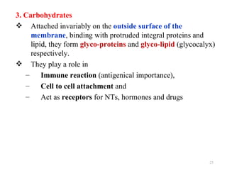 3. Carbohydrates
 Attached invariably on the outside surface of the
     membrane, binding with protruded integral proteins and
     lipid, they form glyco-proteins and glyco-lipid (glycocalyx)
     respectively.
 They play a role in
   – Immune reaction (antigenical importance),
   – Cell to cell attachment and
   – Act as receptors for NTs, hormones and drugs




                                                               25
 