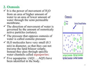 2. Osmosis
 It is the power of movement of H2O
  from an area of higher amount of
  water to an area of lower amount of
  water through the semi permeable
  membrane.
 The direction of movement of water is
  governed by the amount of osmoticaly
  active particles (solutes).
 The pressure that opposes osmosis of
  water is called osmotic pressure
 H2O molecules have very small (0.3
  nm) in diameter, so that they can not
  traverse the lipid bilayer simply.
  Instead they pass through specific
  water channels called aquaporins:
 Five aquapurins (AQ1….AQ5) have
  been identified in the body.
                                          29
 