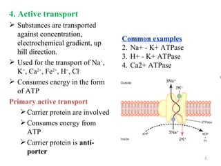 4. Active transport
 Substances are transported
  against concentration,
                                    Common examples
  electrochemical gradient, up
                                    2. Na+ - K+ ATPase
  hill direction.
                                    3. H+ - K+ ATPase
 Used for the transport of Na+,    4. Ca2+ ATPase
  K+, Ca2+, Fe2+, H+, Cl-
 Consumes energy in the form
  of ATP
Primary active transport
    Carrier protein are involved
    Consumes energy from
      ATP
    Carrier protein is anti-
      porter
                                                         31
 