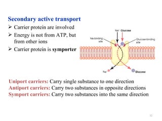 Secondary active transport
 Carrier protein are involved
 Energy is not from ATP, but
  from other ions
 Carrier protein is symporter




Uniport carriers: Carry single substance to one direction
Antiport carriers: Carry two substances in opposite directions
Symport carriers: Carry two substances into the same direction


                                                                 32
 