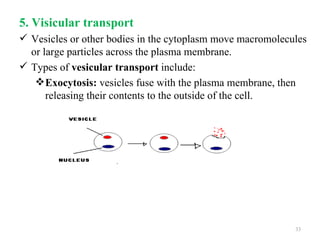 5. Visicular transport
 Vesicles or other bodies in the cytoplasm move macromolecules
  or large particles across the plasma membrane.
 Types of vesicular transport include:
    Exocytosis: vesicles fuse with the plasma membrane, then
      releasing their contents to the outside of the cell.




                                                            33
 