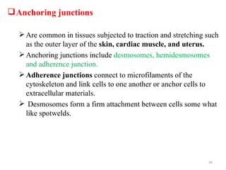  Anchoring junctions

   Are common in tissues subjected to traction and stretching such
    as the outer layer of the skin, cardiac muscle, and uterus.
   Anchoring junctions include desmosomes, hemidesmosomes
    and adherence junction.
   Adherence junctions connect to microfilaments of the
    cytoskeleton and link cells to one another or anchor cells to
    extracellular materials.
   Desmosomes form a firm attachment between cells some what
    like spotwelds.




                                                               40
 
