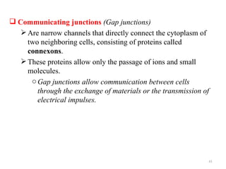  Communicating junctions (Gap junctions)
    Are narrow channels that directly connect the cytoplasm of
     two neighboring cells, consisting of proteins called
     connexons.
    These proteins allow only the passage of ions and small
     molecules.
      o Gap junctions allow communication between cells
        through the exchange of materials or the transmission of
        electrical impulses.




                                                               41
 