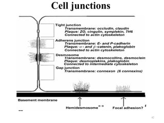 Cell junctions




                 42
 