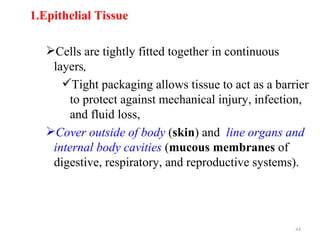 1.Epithelial Tissue

   Cells are tightly fitted together in continuous
    layers,
      Tight packaging allows tissue to act as a barrier
        to protect against mechanical injury, infection,
        and fluid loss,
   Cover outside of body (skin) and line organs and
    internal body cavities (mucous membranes of
    digestive, respiratory, and reproductive systems).




                                                     44
 
