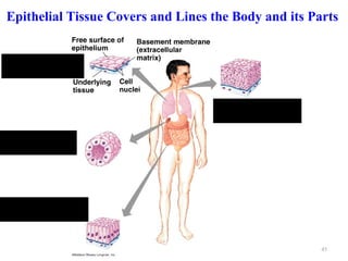 Epithelial Tissue Covers and Lines the Body and its Parts


A. Simple squamous
(Lung air sacs)


                                    D. Statified squamous
                                    (Lining esophagus)

B. Simple cuboidal
(Kidney tubes)




C. Statified columnar
(Lining intestine)


                                                            45
 