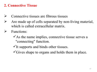 2. Connective Tissue

   Connective tissues are fibrous tissues
   Are made up of cells separated by non-living material,
    which is called extracellular matrix.
   Functions:
     As the name implies, connective tissue serves a
      "connecting" function.
     It supports and binds other tissues.
     Gives shape to organs and holds them in place.



                                                       47
 