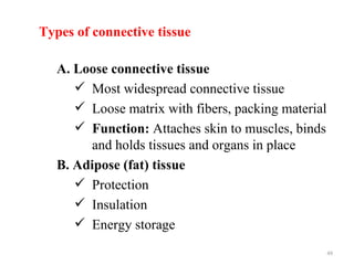 Types of connective tissue

   A. Loose connective tissue
       Most widespread connective tissue
       Loose matrix with fibers, packing material
       Function: Attaches skin to muscles, binds
        and holds tissues and organs in place
   B. Adipose (fat) tissue
       Protection
       Insulation
       Energy storage
                                                     48
 